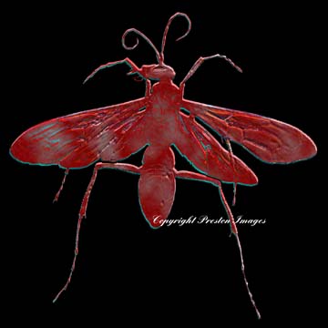 insect art gallery image